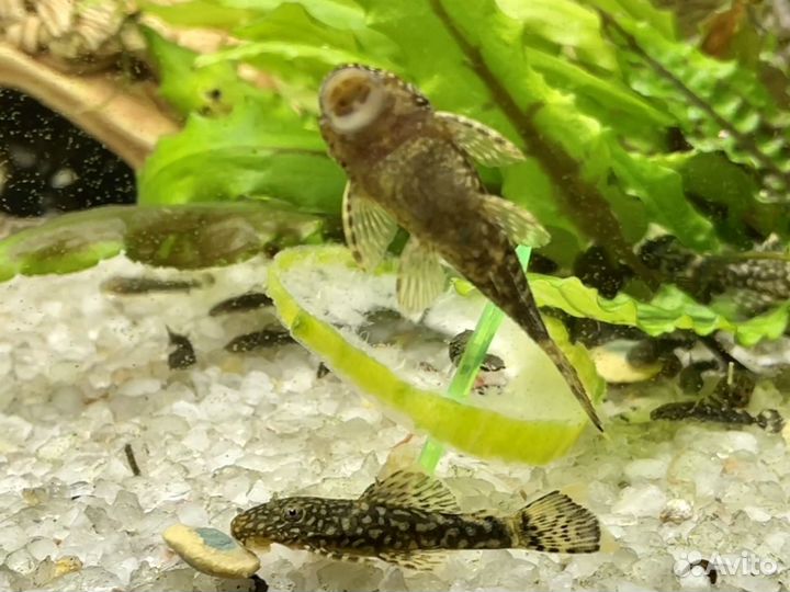 Сомики анциструсы