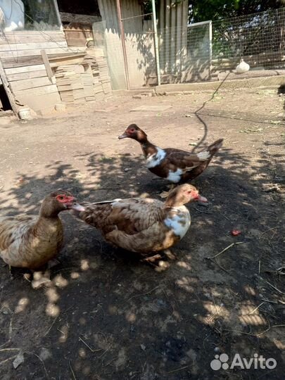 Индоутки на племя, селезень