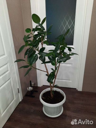 Фикус каучуконосный