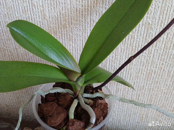 Фаленопсис