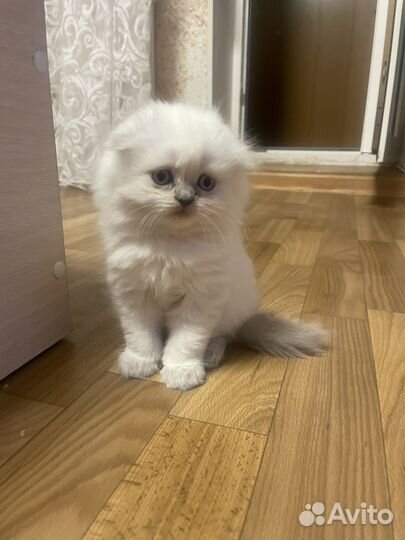 Персидская