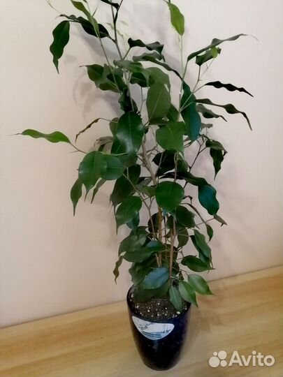 Фикус бенджамина