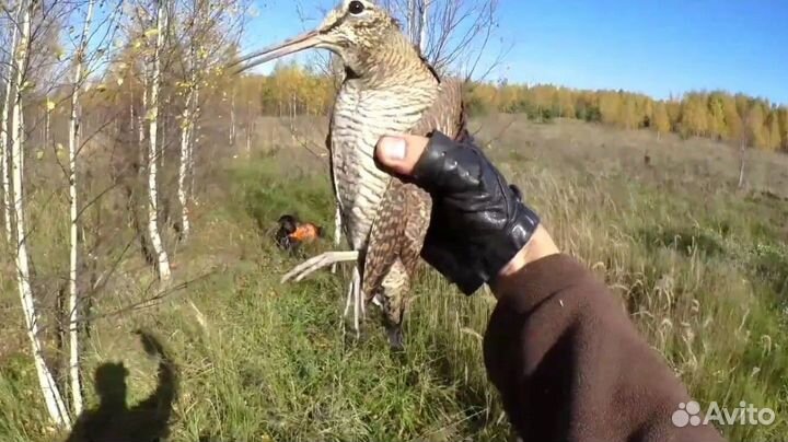 Охота на кабана \ охота на лося