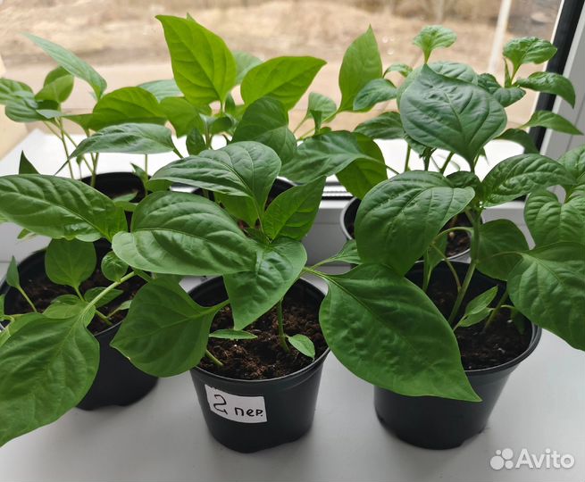 Рассада цветов и овощей