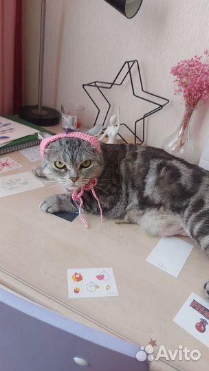 Одежда для кошек