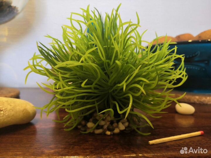 Водоросли для аквариума