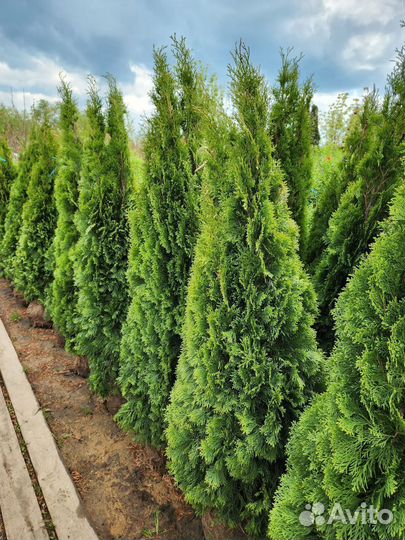 Туя смарагд 160-180 см