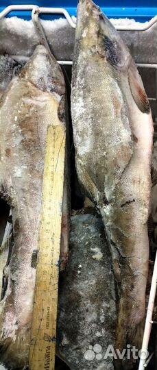 Горбуша см, филе горбуши