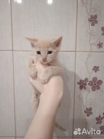 Котята в добрые руки девочка