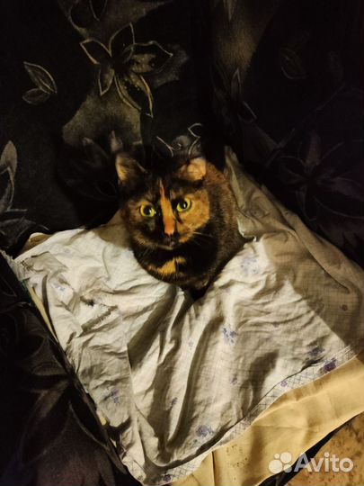 Кошки в добрые руки
