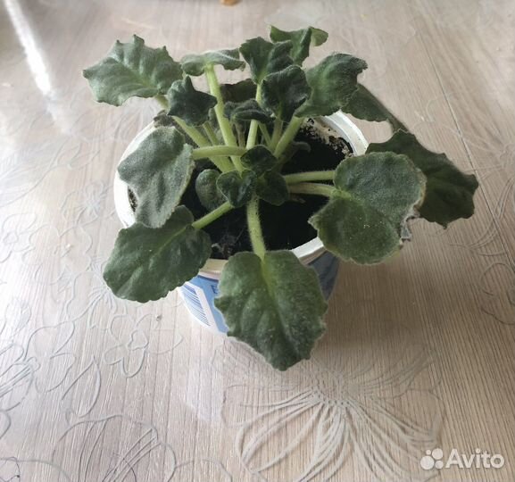 Фиалка цветущая белая