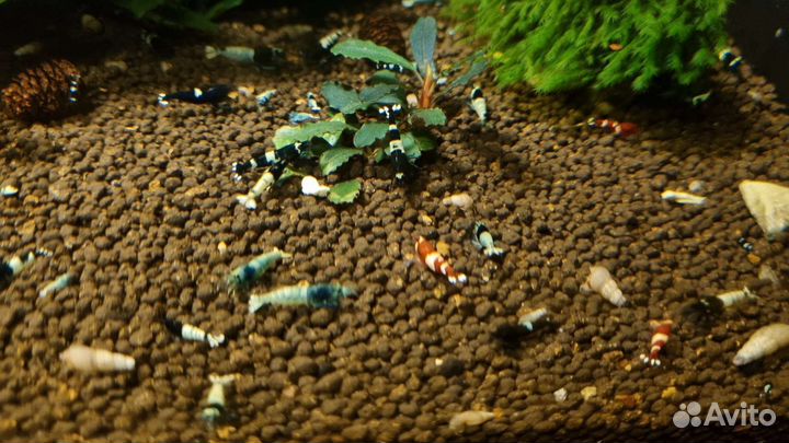 Аквариумные креветки