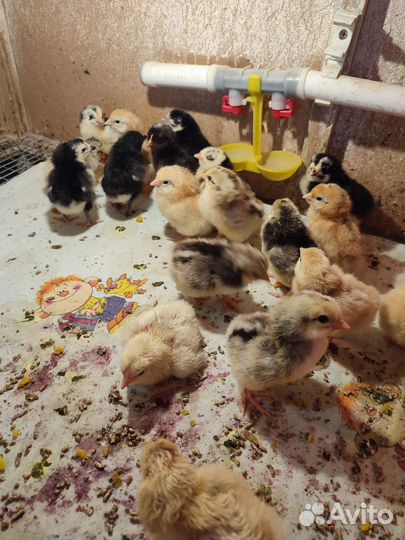 Цыплята несушки