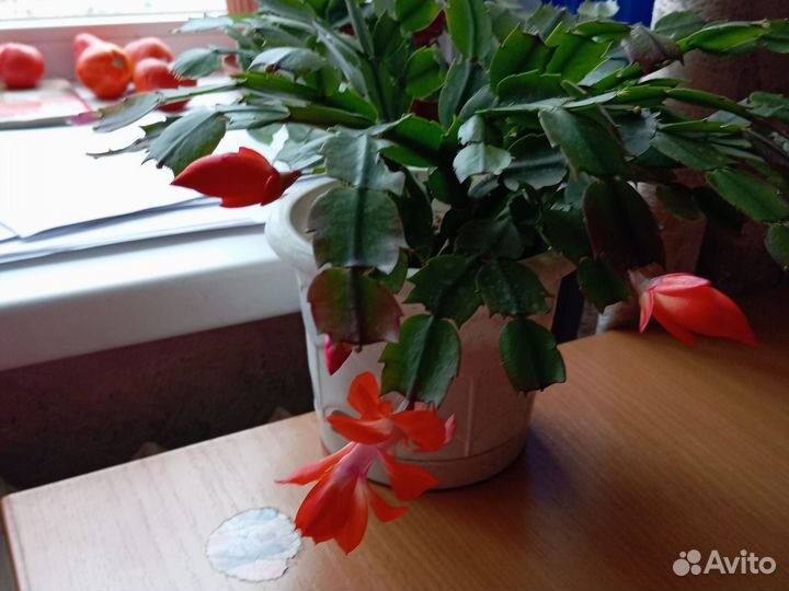 Цветок декабрист