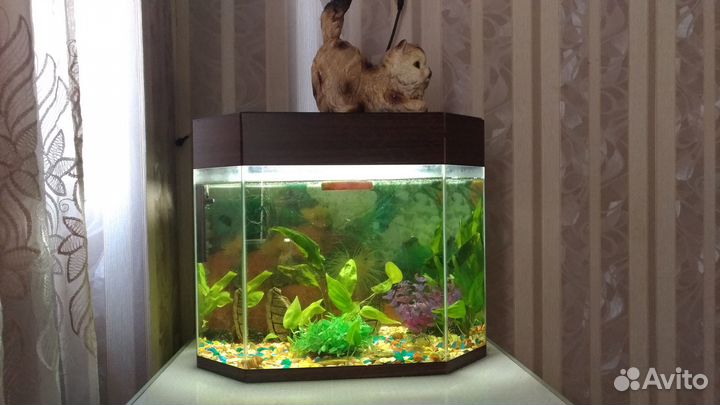 Аквариум