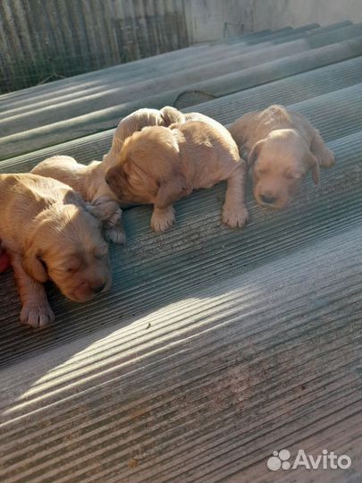 Английский кокер спаниель