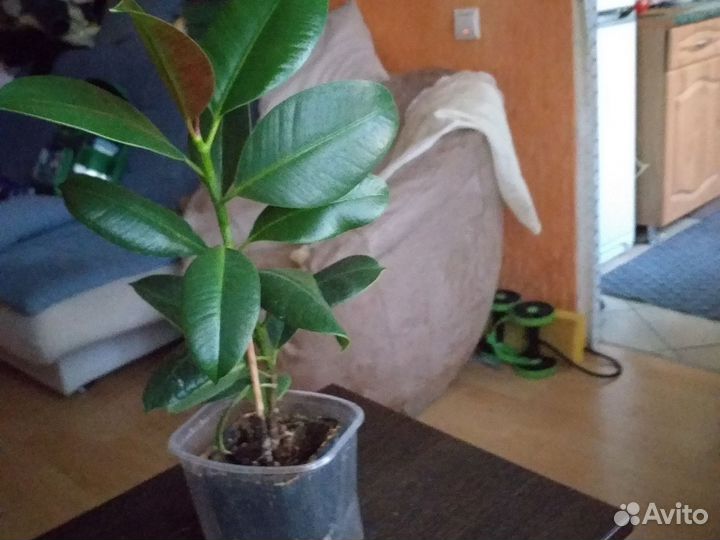 Фикус каучуконосный