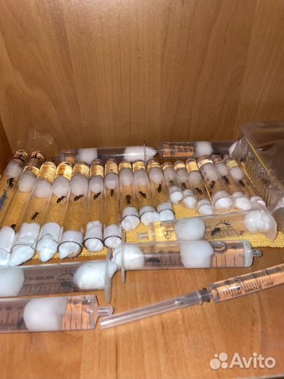 Матки муравьёв lasius niger