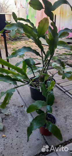 Эпифиллум Оксипеталум