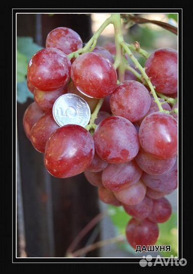 Саженцы элитных сорт винограда и плод. деревьев