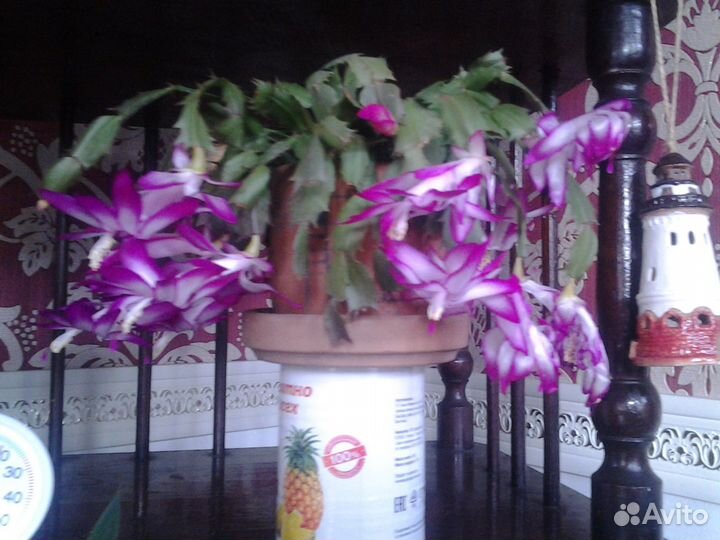 Комнатные растения