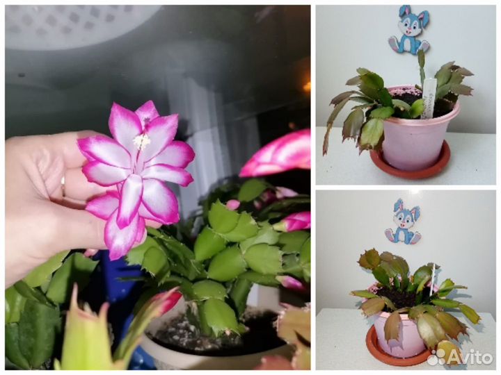 Шлюмбергеры с бутонами