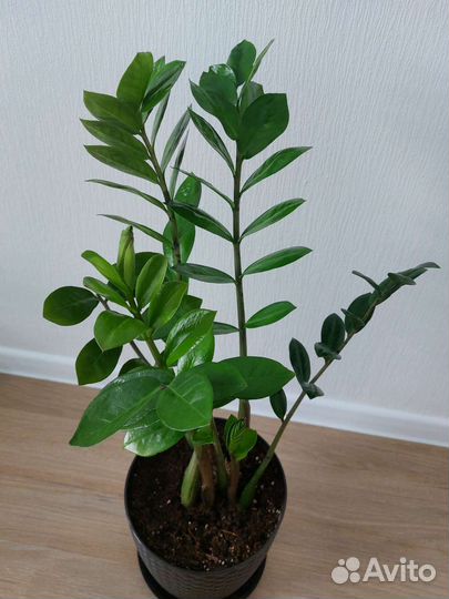 Замиокулькас / долларовое дерево