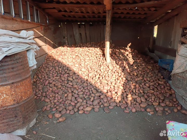 Продам картофель домашний