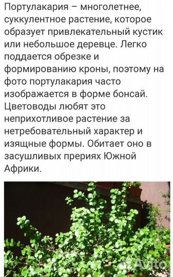 Портулакария (3 вида) -для бонсай