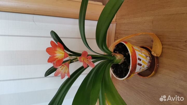 Кливия киноварная