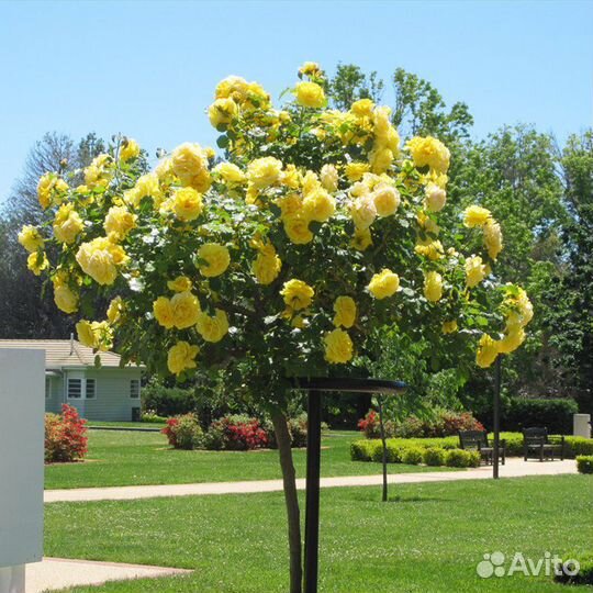 Розы на штамбе