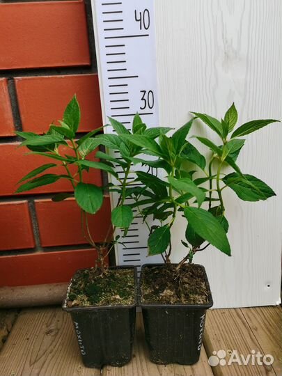 Набор метельчатые гортензии