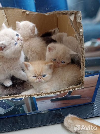 Персидская