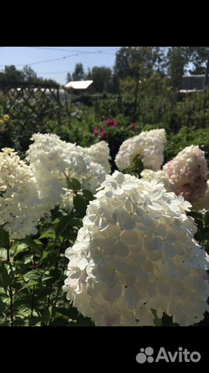 Гортензия метельчатая взрослые кусты