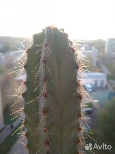 Большой кактус