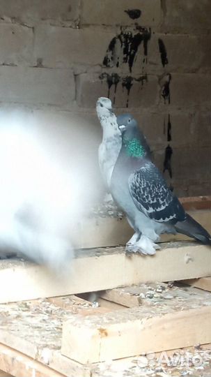 Голуби продажа бойные