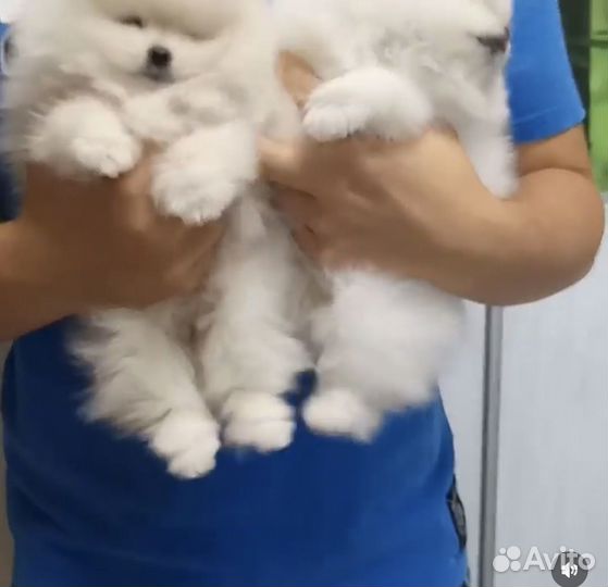 Щенки щпиц мини