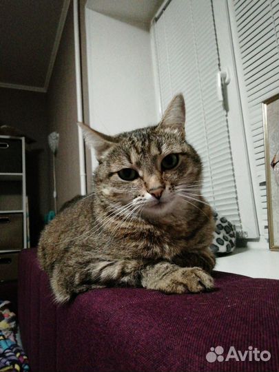 Кошка в дар