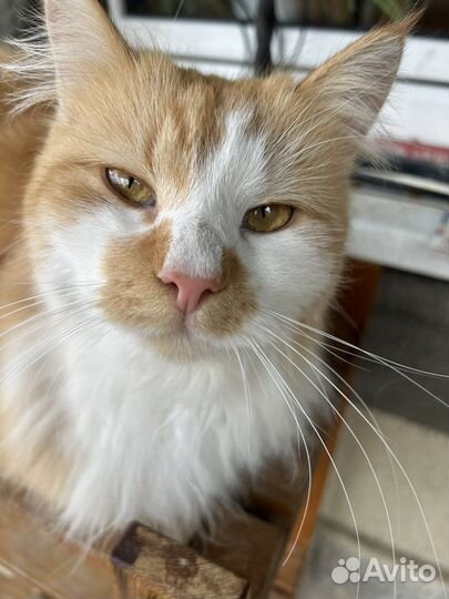 Кошка в дар