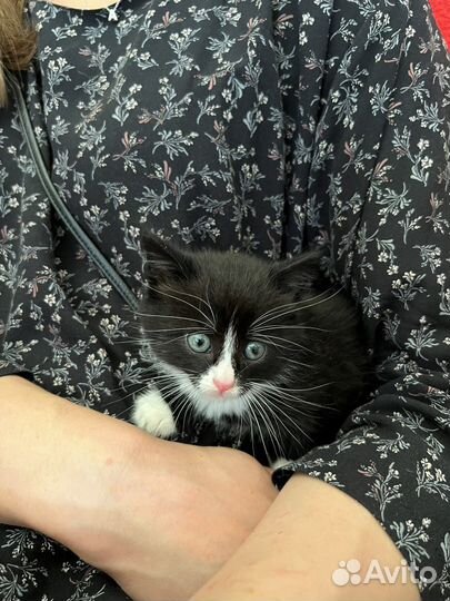 Котенок бесплатно мальчик