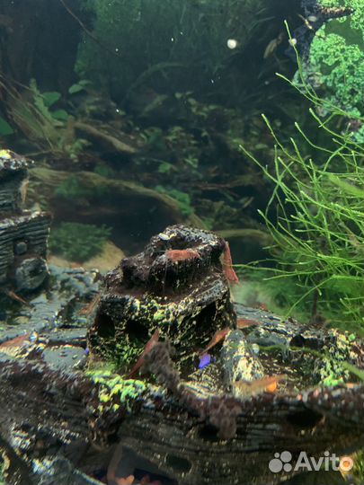 Креветки вишни