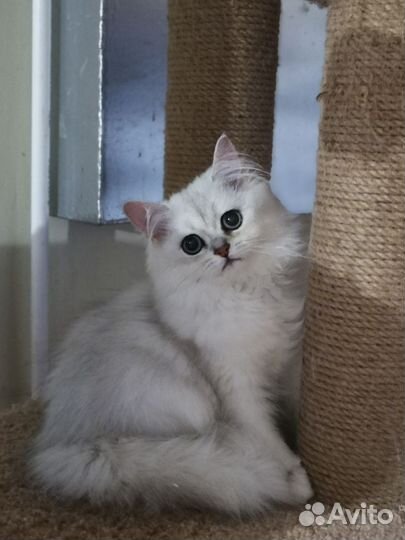 Отдам бесплатно