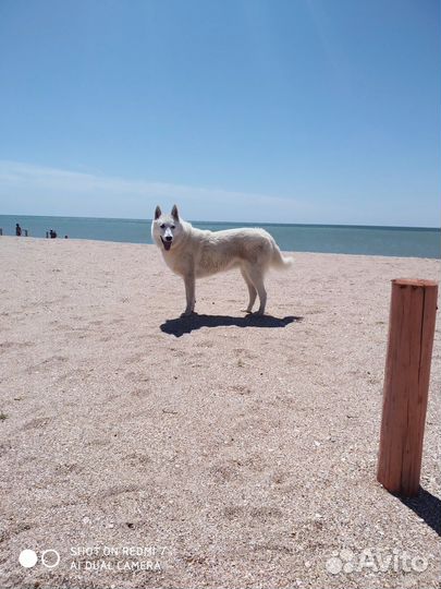 Лайка (щенки)