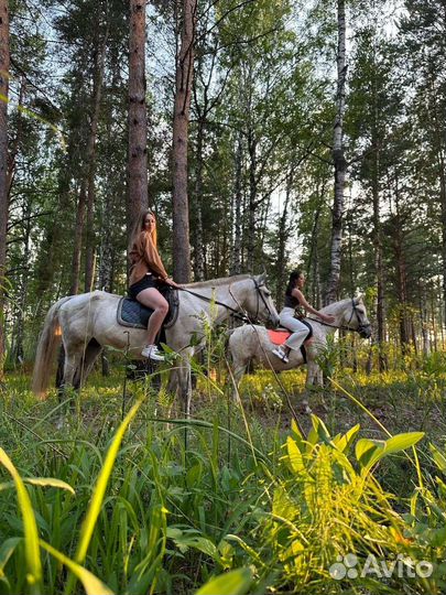 Конные прогулки, прокат лошадях