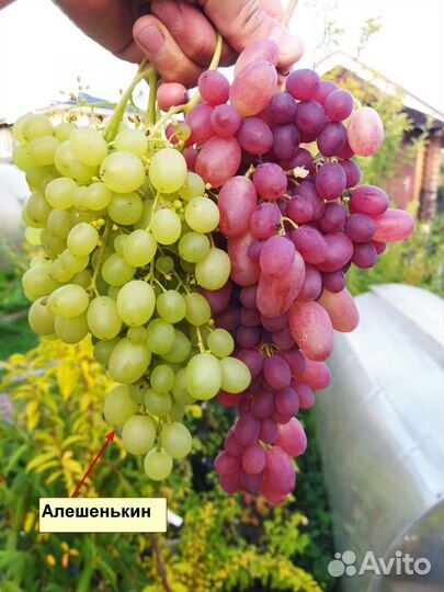 Виноград Алешенькин саженцы