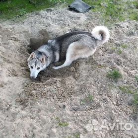 Щенки и собаки породы Той-терьер в Нижневартовске