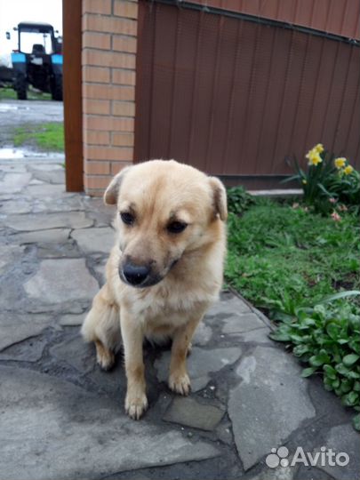 Собака в добрые руки