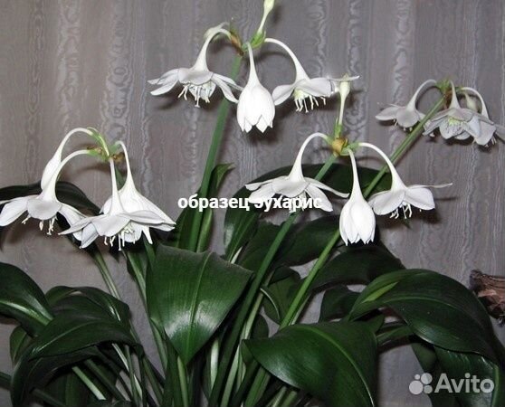 Эухарис амазонская лилия