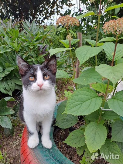 Котята-метисы в добрые руки