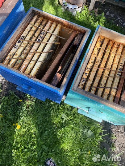 Пчелы и улья